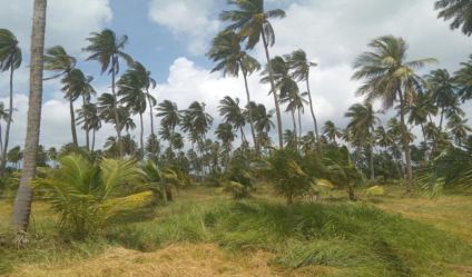 Coconut land