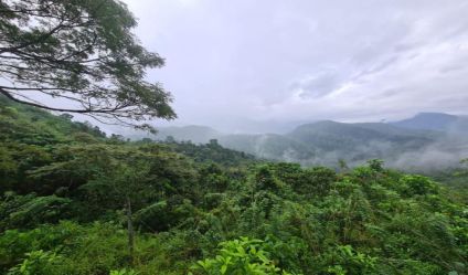 Tea land