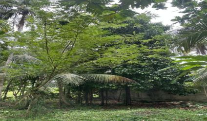 Bare Land