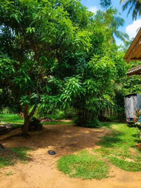 Exterior - House for Sale in Pilasse - Mawathagama (SSPH-434)