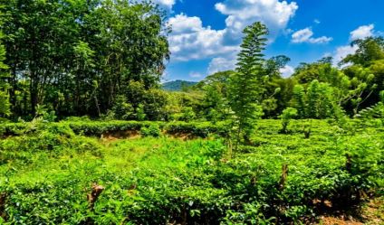 Tea land