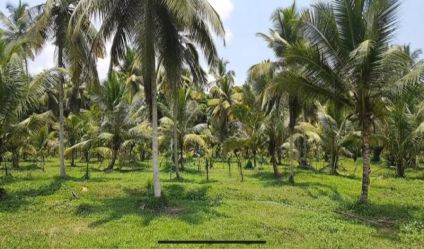 Coconut land