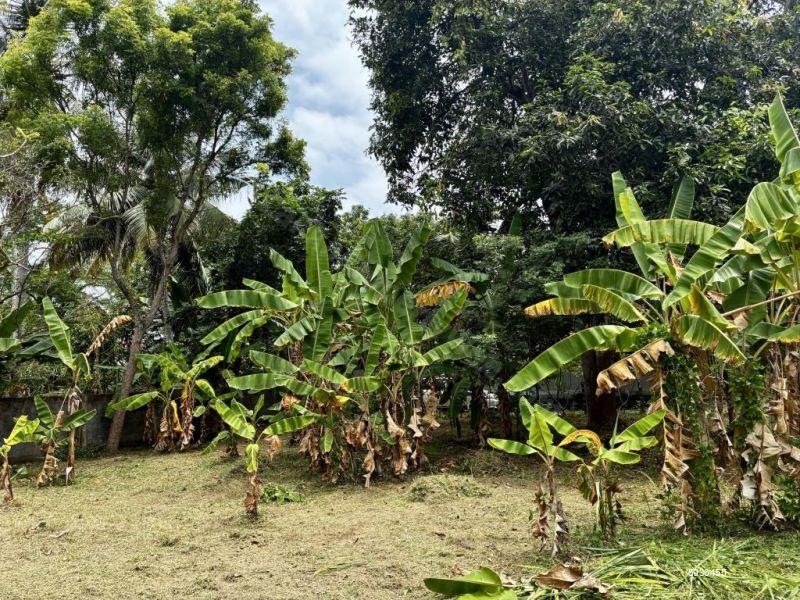 Bare Land for sale in Negombo