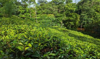 Tea land