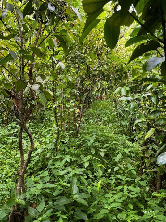 Galle Cinnamon land for sale/rent