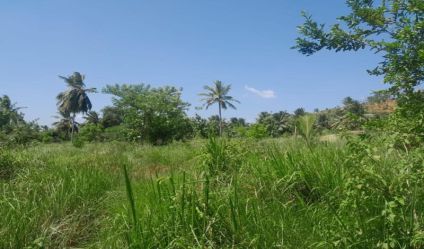 Bare Land