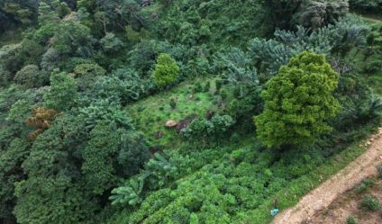 Cultivated Land