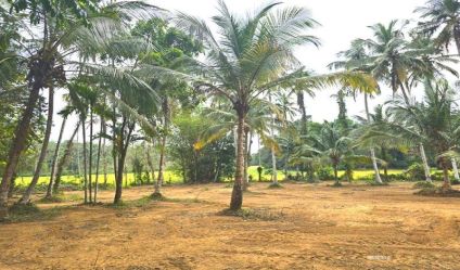 Coconut land