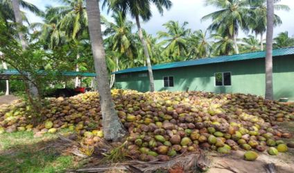 Coconut land