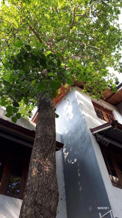 House for rent in Panadura