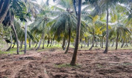 Coconut land