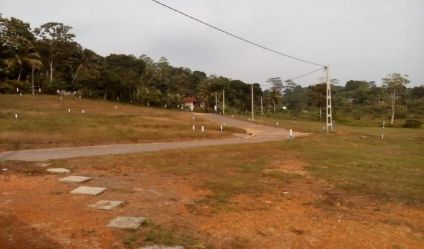 Paddy land