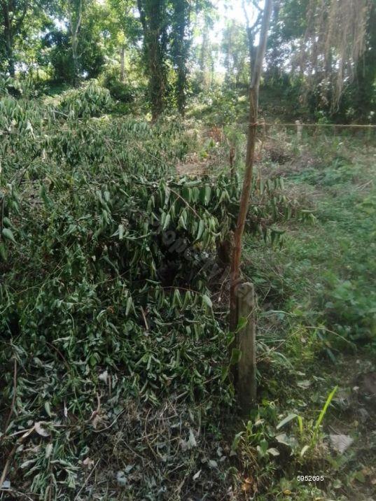 Bare Land for sale in Matale