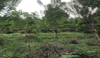 Bare Land