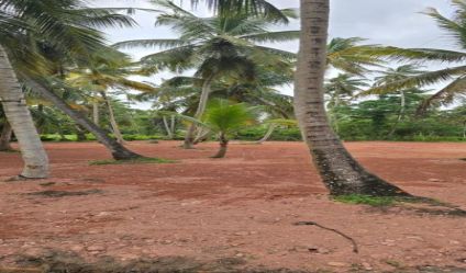 Bare Land