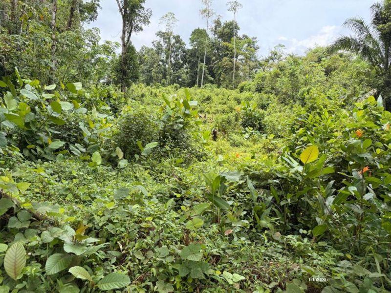Bare Land for sale in Dodangoda