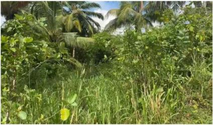 Cultivated Land