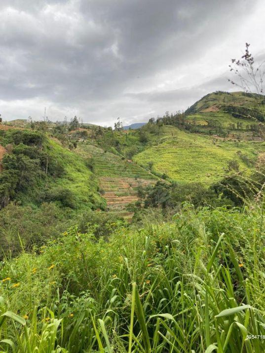 Tea land for sale in Kegalle