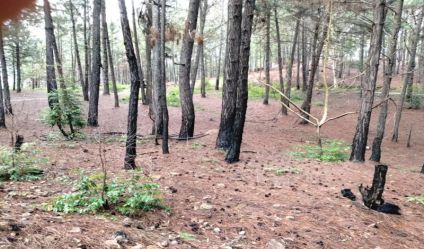 Bare Land