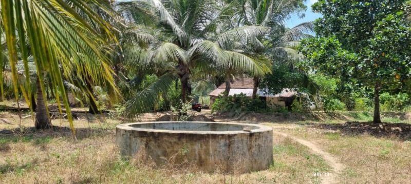 Coconut land for sale in Batticaloa