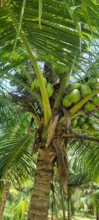 Coconut land for sale in Batticaloa