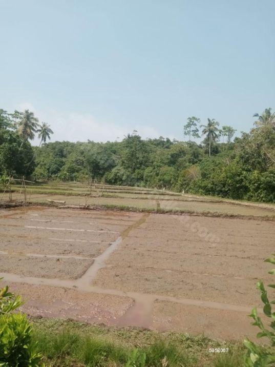 Mirissa Bare Land for sale/rent