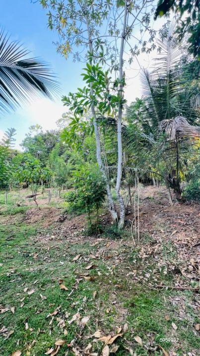 Cultivated Land for sale in Kalutara