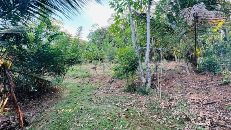 Cultivated Land for sale in Kalutara