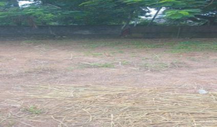 Bare Land