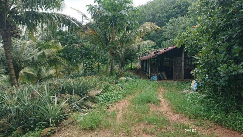 Cultivated Land for sale in Kirindiwela