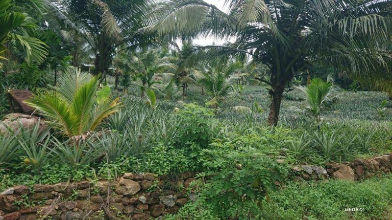 Cultivated Land for sale in Kirindiwela