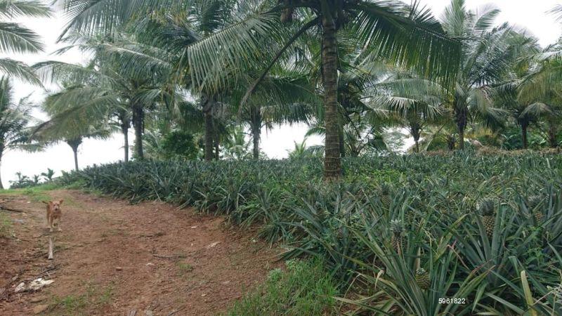 Cultivated Land for sale in Kirindiwela