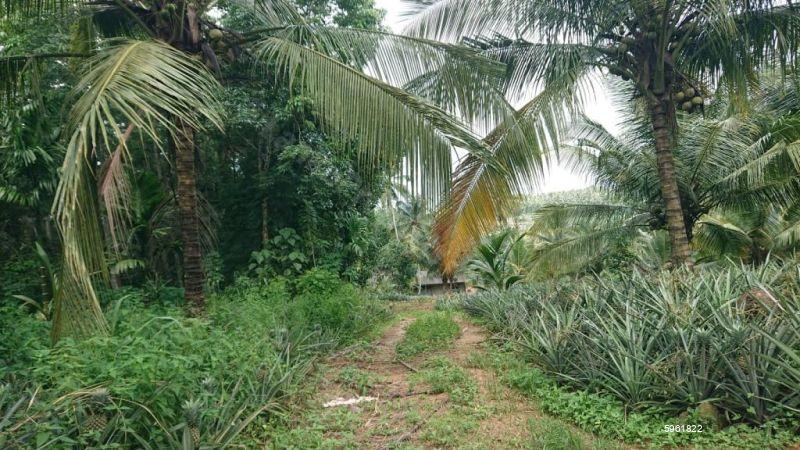 Cultivated Land for sale in Kirindiwela