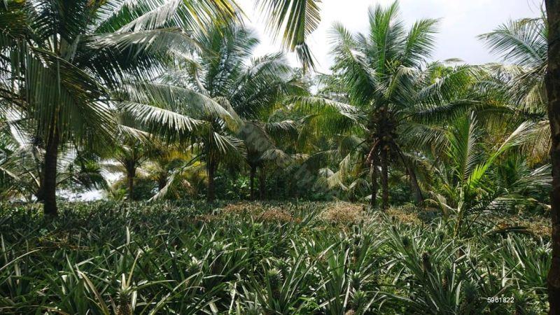 Cultivated Land for sale in Kirindiwela