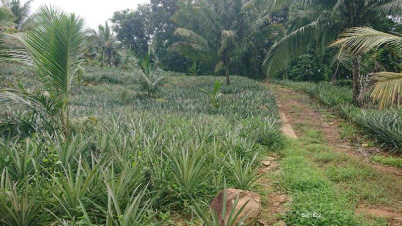 Cultivated Land for sale in Kirindiwela
