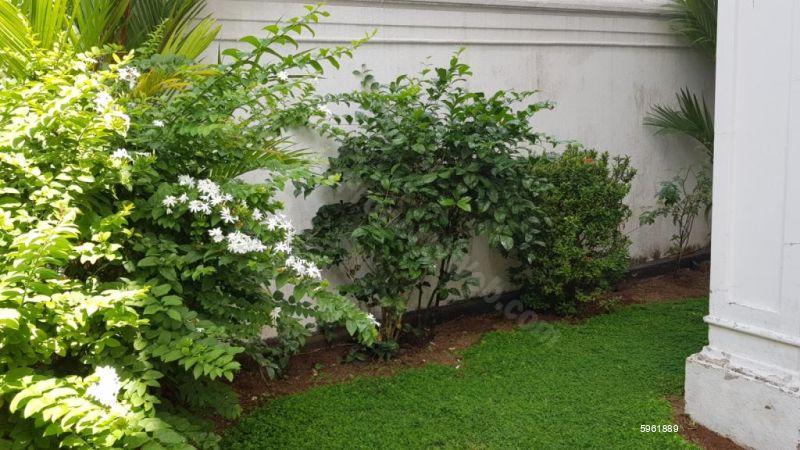 House for rent in Colombo 5