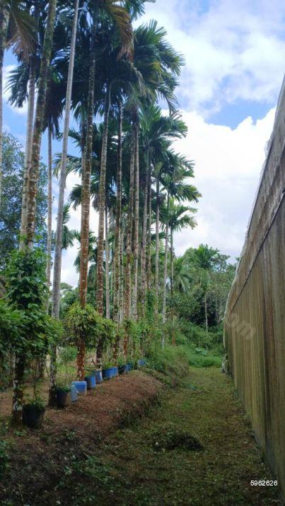 Cultivated Land for sale in Horana
