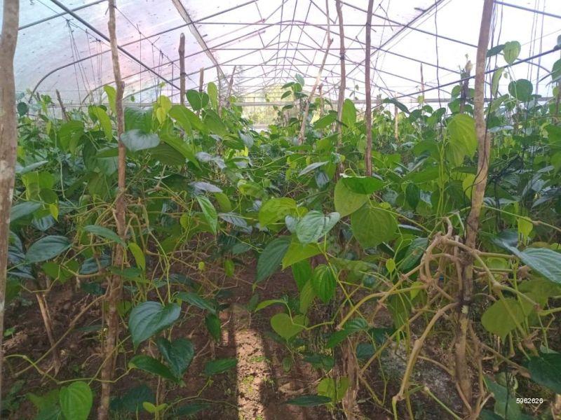 Cultivated Land for sale in Horana