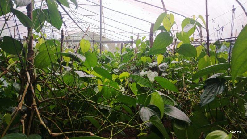 Cultivated Land for sale in Horana