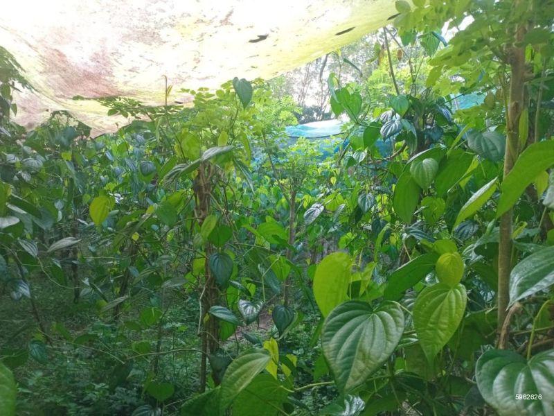 Cultivated Land for sale in Horana
