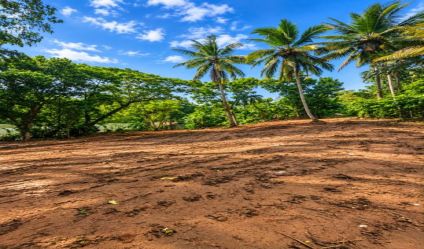 Bare Land