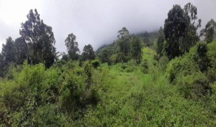 Bare Land