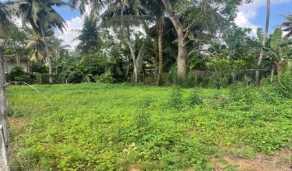 Bare Land
