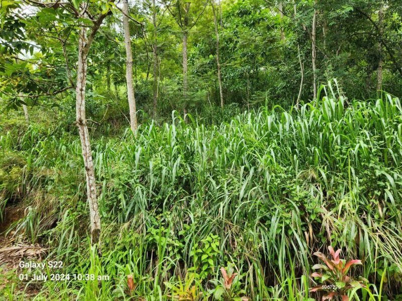 View form the bottom of the land - Bare Land for sale in Mahakanda