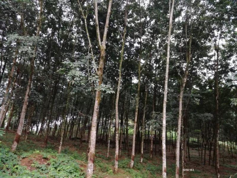 Commercial for sale in Avissawella